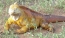 Classic Travel - Gallery - Galapagos