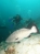 Classic Travel - Gallery - Belize Scuba