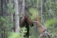 Classic Travel - Gallery - Alaska